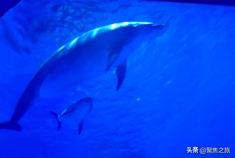 贵州海洋极地海洋馆,极地海洋世界小宝宝