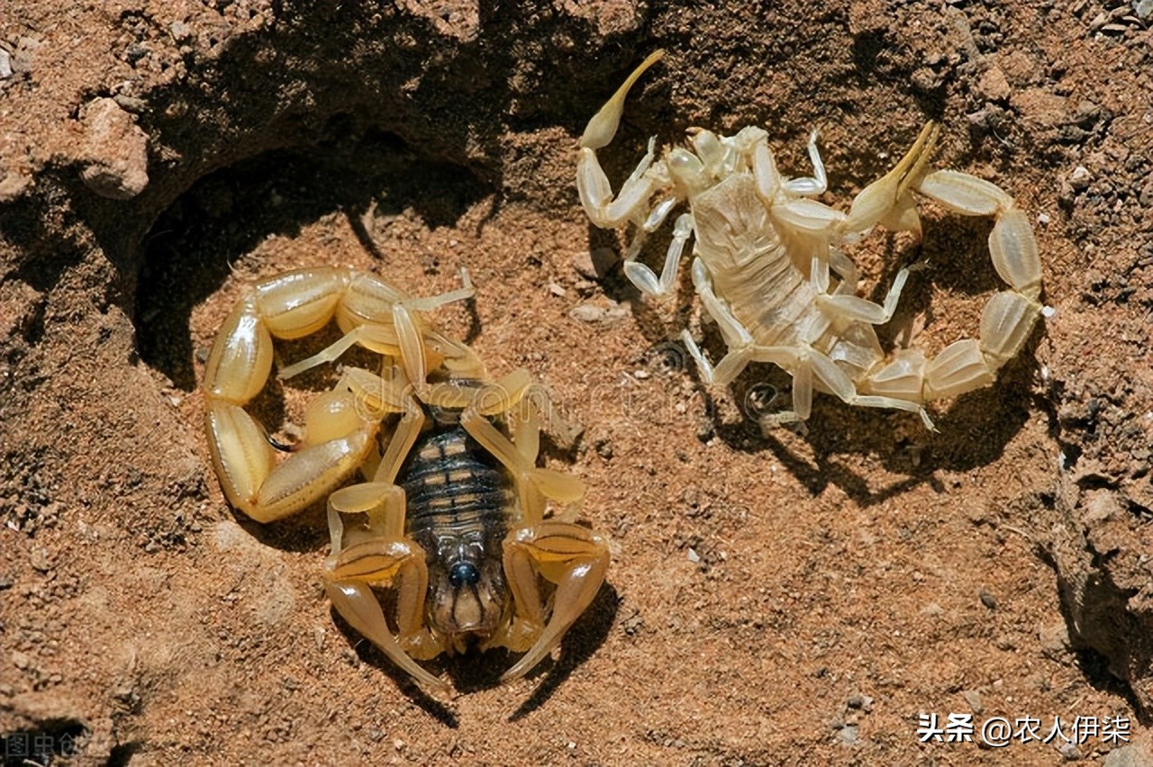 在农村养什么好赚钱风险低,在农村养什么不愁销路