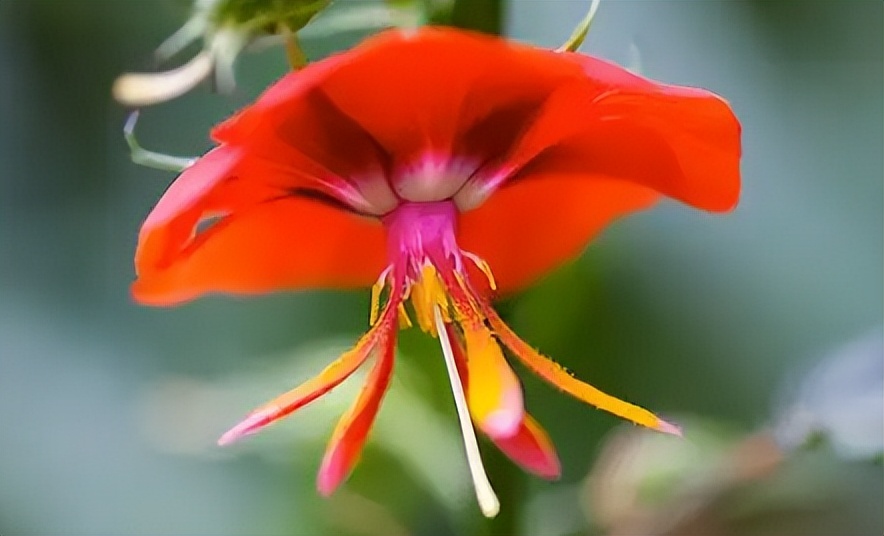 夜落金钱昼自开意思,夜落金钱昼自开