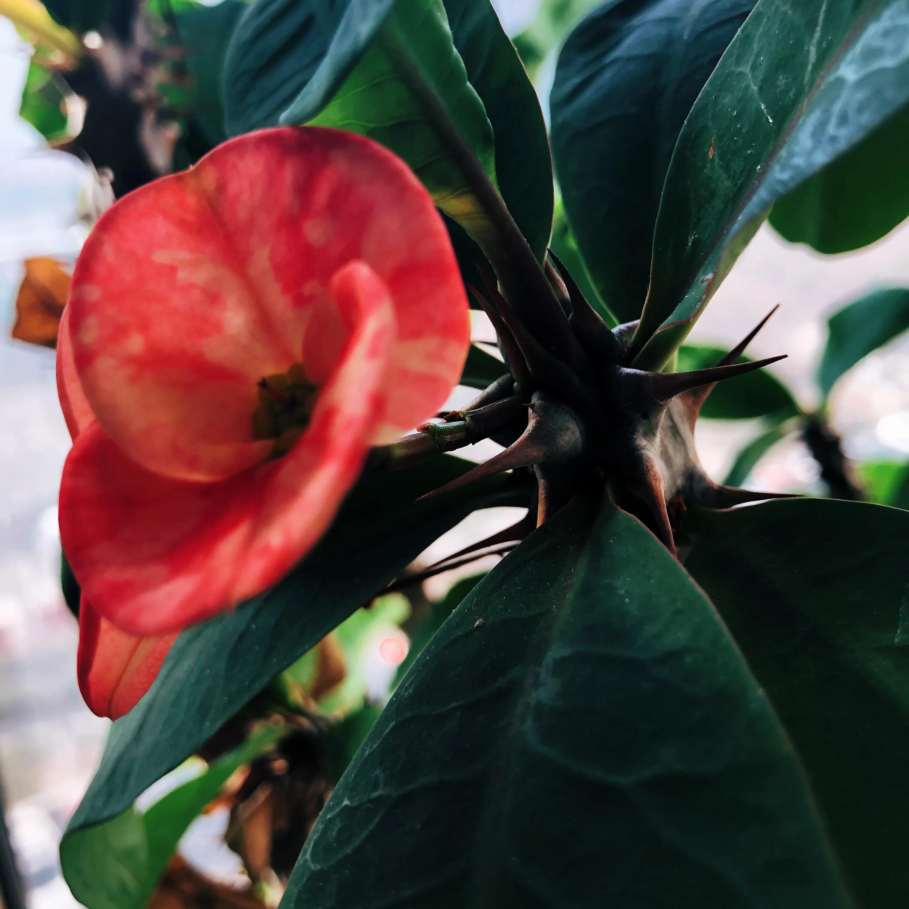 家里养什么花儿好养活,家里养的花儿图片