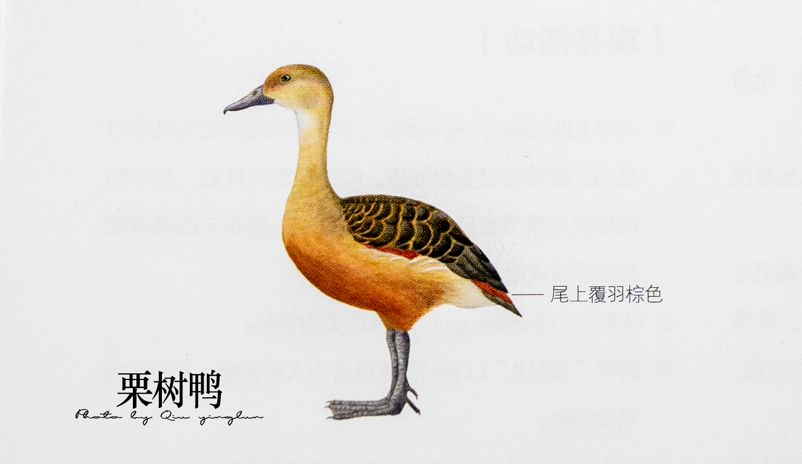 涓滄睙鎻借儨,涓滄睙鎻借儨楦熺被