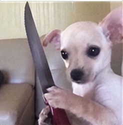 张天天早恋了，骂他女朋友干什么？