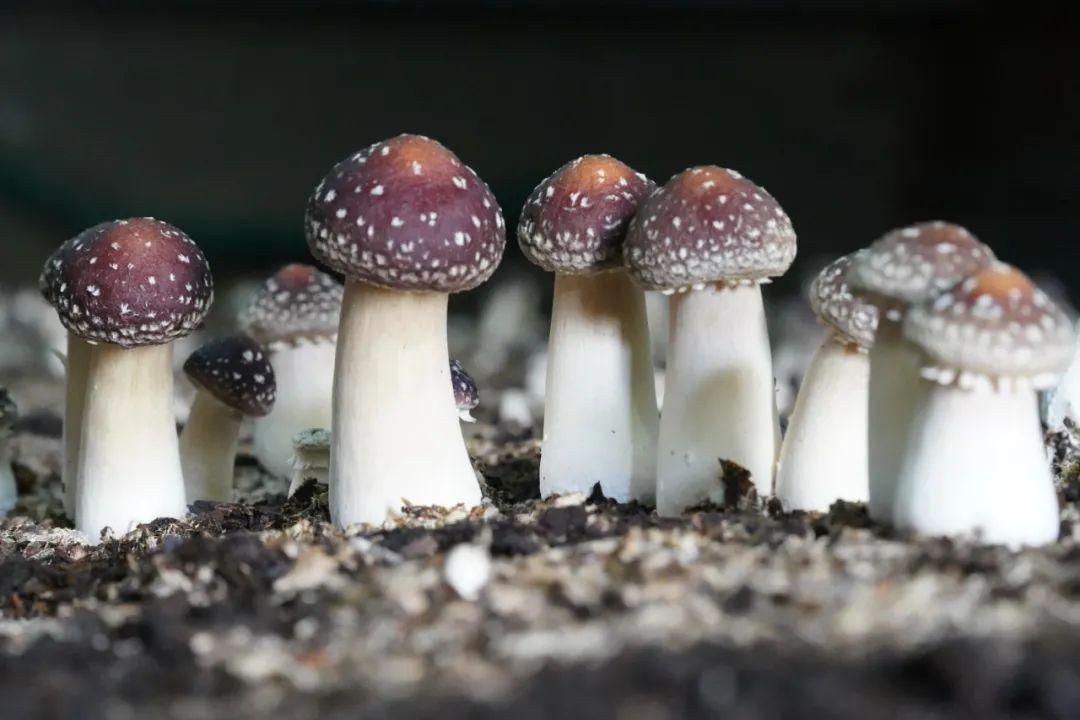 提高免疫力最好最实用的药是什么,提高免疫力的药物哪个最好最快