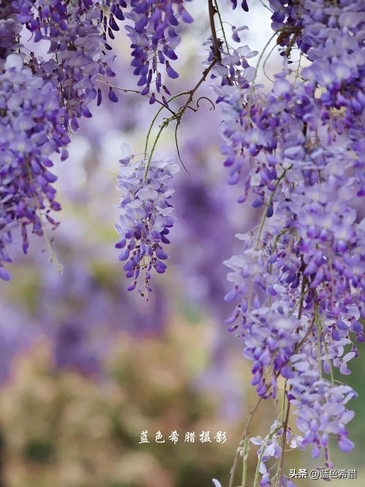 暮春时节紫藤花开,紫藤花开暮春到来