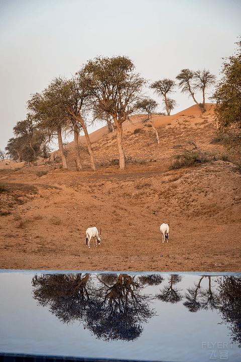 哈伊马角利兹卡尔顿,哈伊马角沙漠丽思卡尔顿酒店