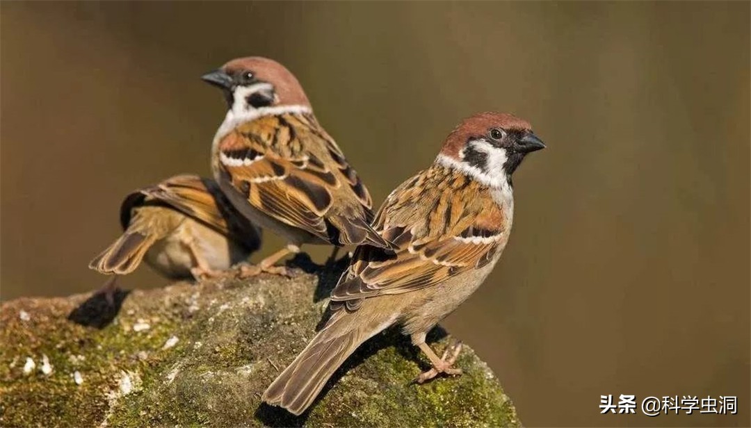 中国本土麻雀是啥样的,外国麻雀来源于哪