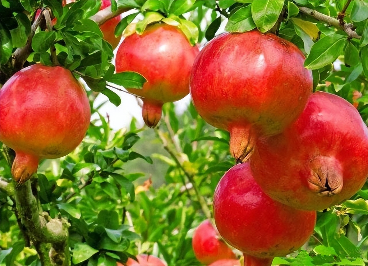 石榴树的种植方法和技术,石榴树的种植方式和技巧