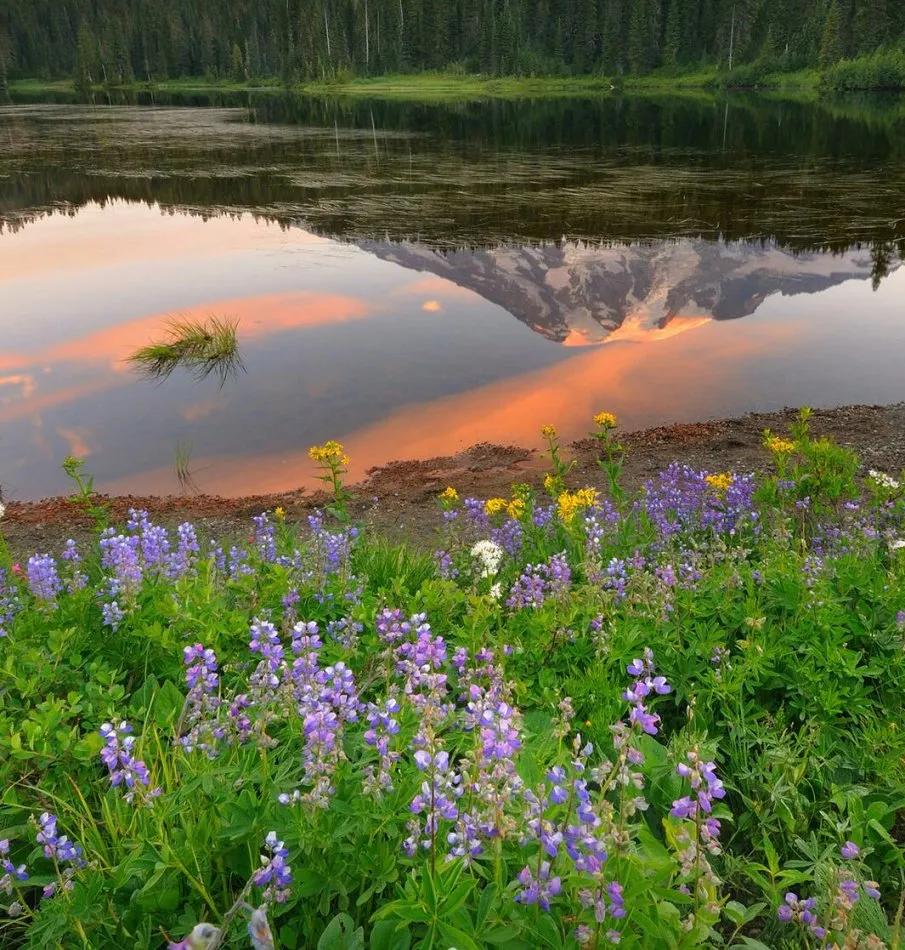 真实大自然风景图片手机壁纸,花草树木壁纸高清风景图片