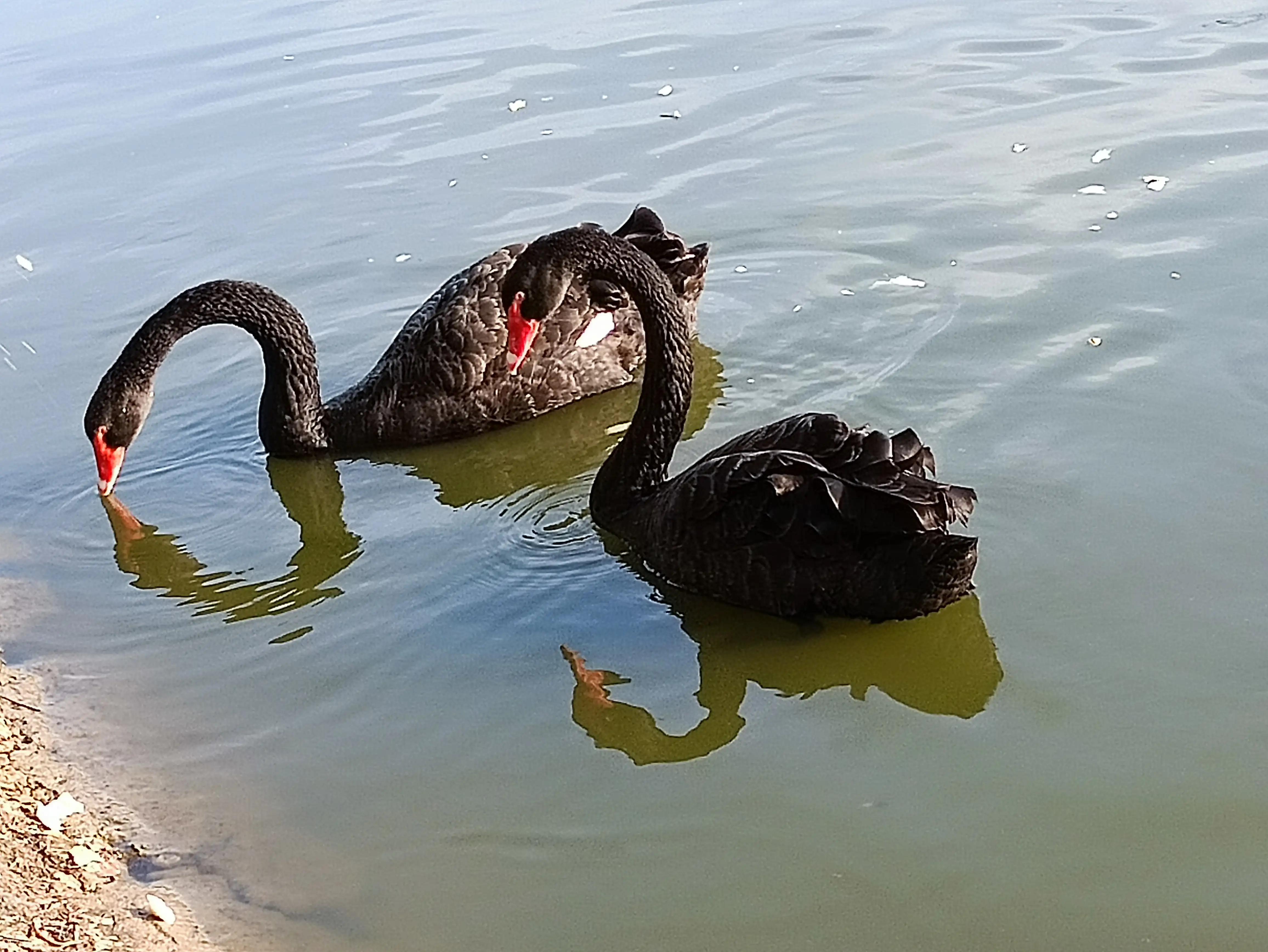 北京动物园和北京野生动物园区别,北京野生动物园狗妈妈和老虎狮子