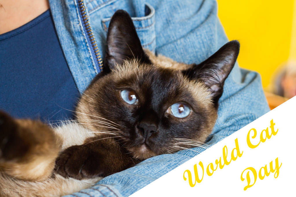 暹罗猫跟布偶,暹罗猫和布偶猫什么区别