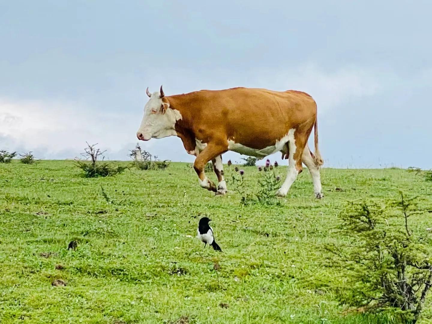 五台山藏传佛教史研究,五台山佛教文化形成的特征