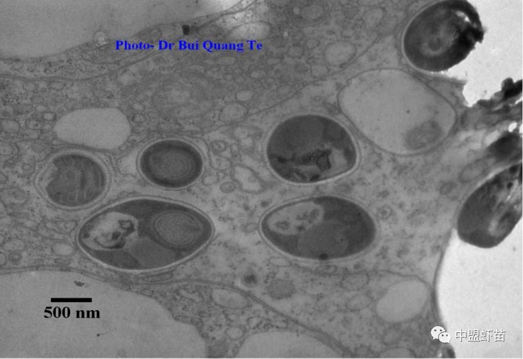 微孢子虫亚门,水产养殖微孢子虫