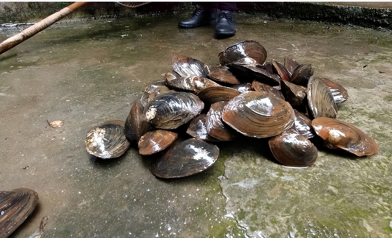 农村河蚌为何很少有人吃,农村田里河蚌少了