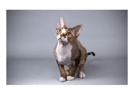 最贵的猫品种多少钱一只,2021年全球十大最昂贵的猫品种