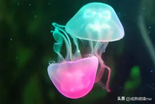 奇怪又美丽的水母,透明漂亮的水母