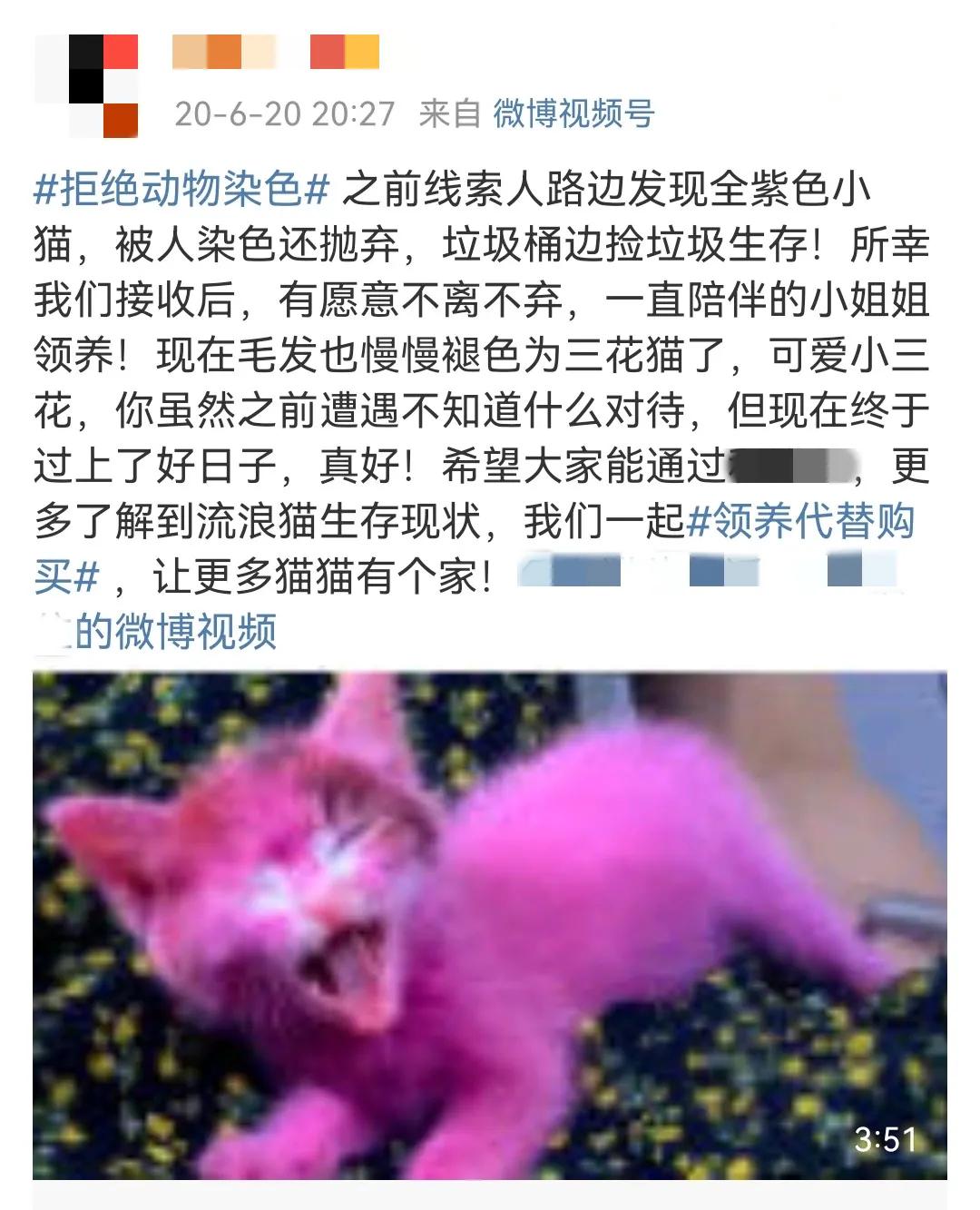 这样的阴间猫狗审美，早该翻车了