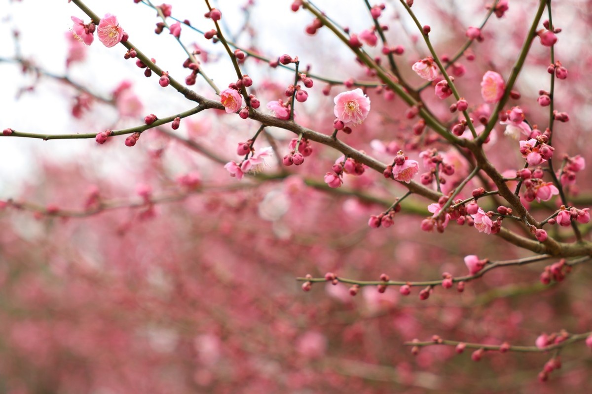 手机拍照神器4k超清镜头39.9元,佳能拍照神器