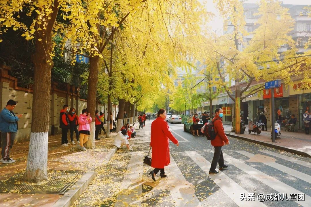 路边的银杏树是什么品种,银杏行道树