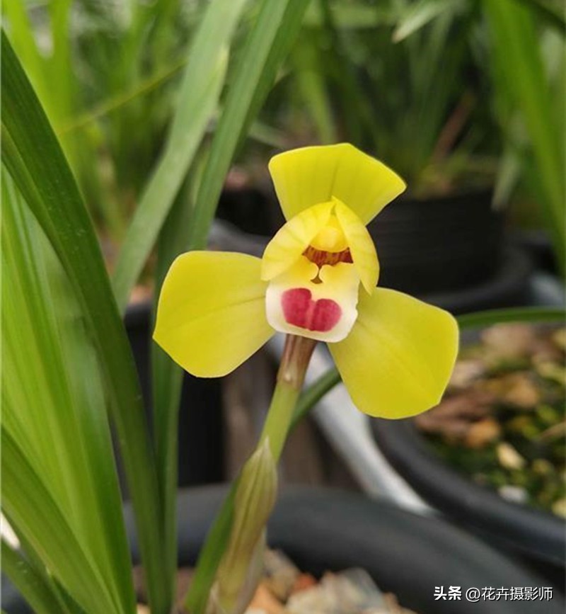 此兰拥有“*力暴**黄金”美学，寓意家财万贯，火了30余年，依旧经典