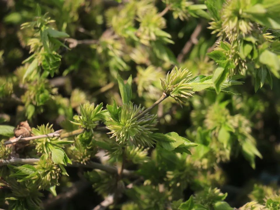 小产业带动乡村振兴大步伐,产业扶贫助力乡村振兴