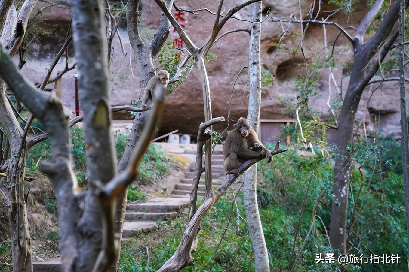 福建旅游攻略武夷山,福建武夷山旅游攻略一日游