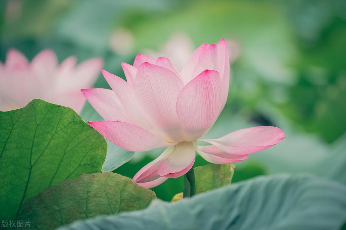 长安三万里里面的古诗集锦,长安三万里经典的古诗