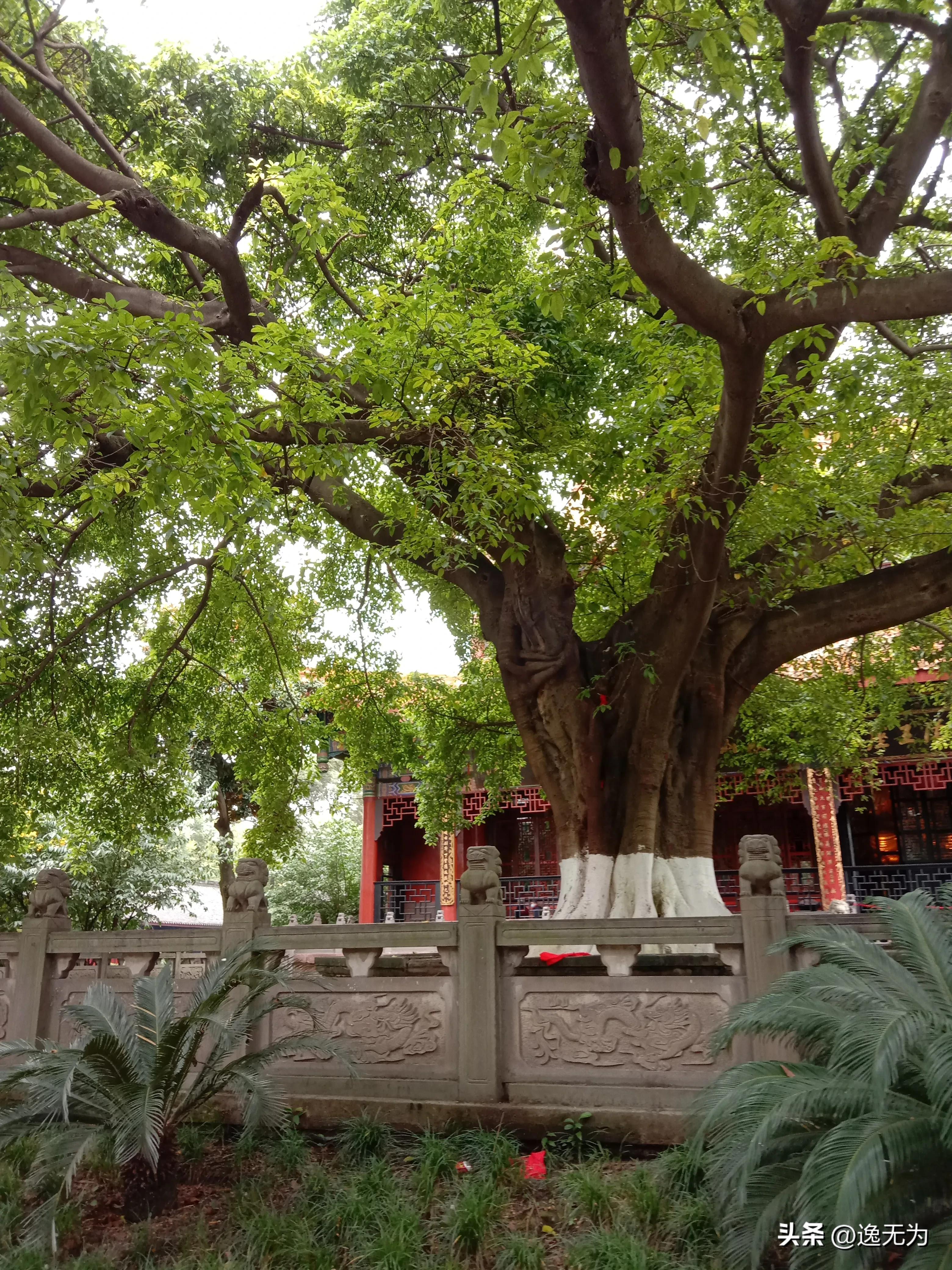 成都一眼穿越千年古寺,成都最好的千年寺