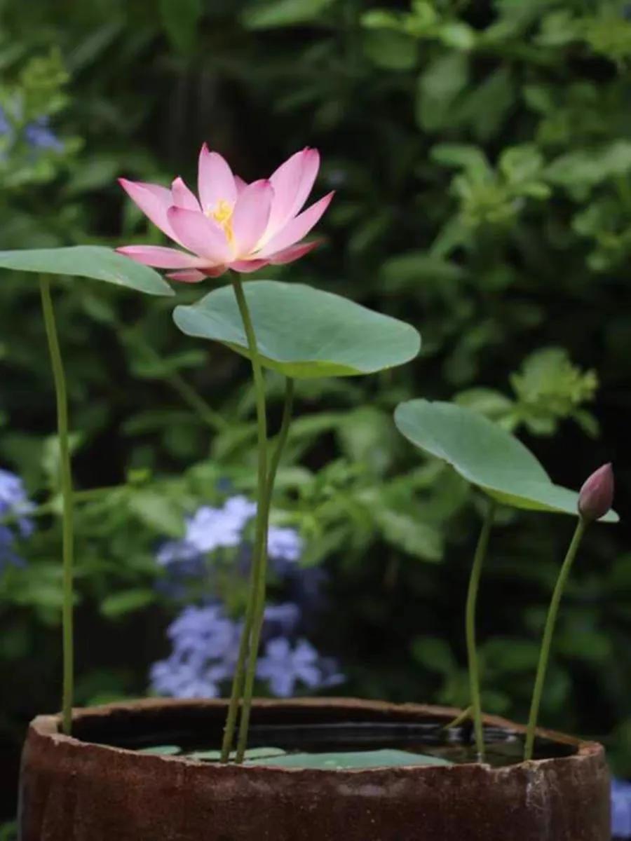 温度低于15度养花,耐热好养四季开花太阳花