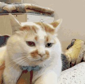 猫应激猝死心脏停了会死吗,因为搬家导致猫咪焦虑