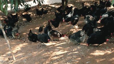 鸡生吞了水蛭会怎么样,鸡吃了水蛭不死吗