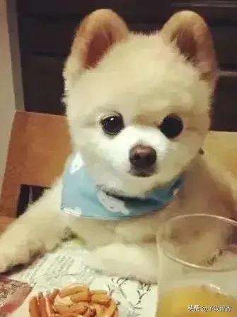 狗的种类常见宠物狗的品种及特点,宠物狗种类及特点