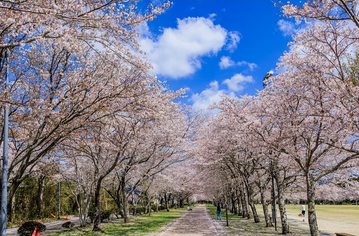 日本100个最佳樱花景点,日本十大樱花景点