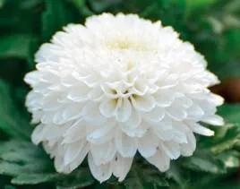 清雅花卉园艺景观,意境清雅的花草