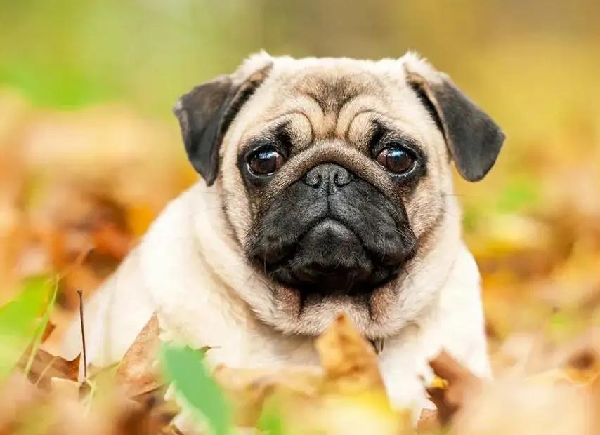 养狗知识大全巴哥犬,巴哥犬心地善良的表现