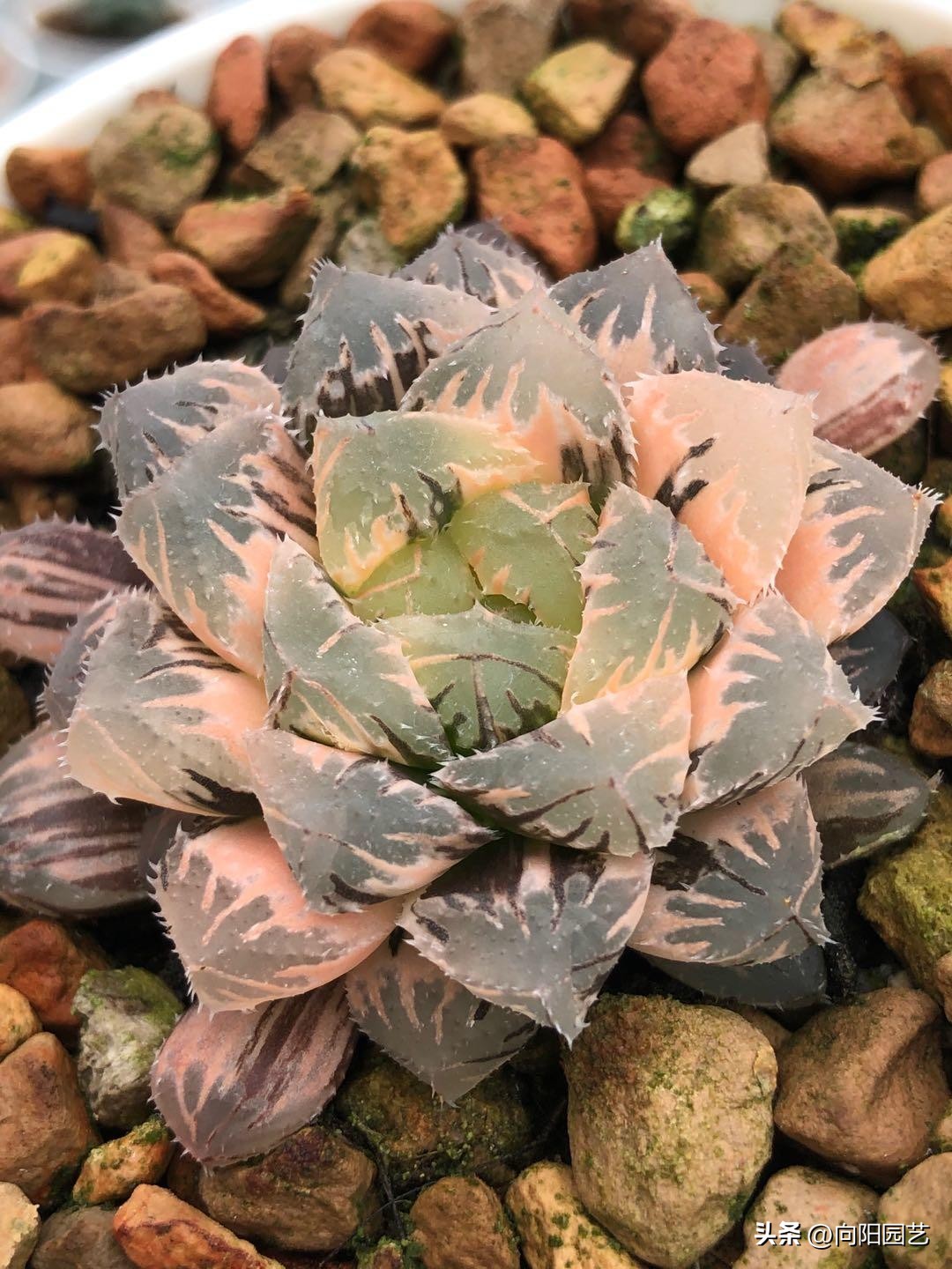 水养玉露生根,玉露不浇水能生根吗