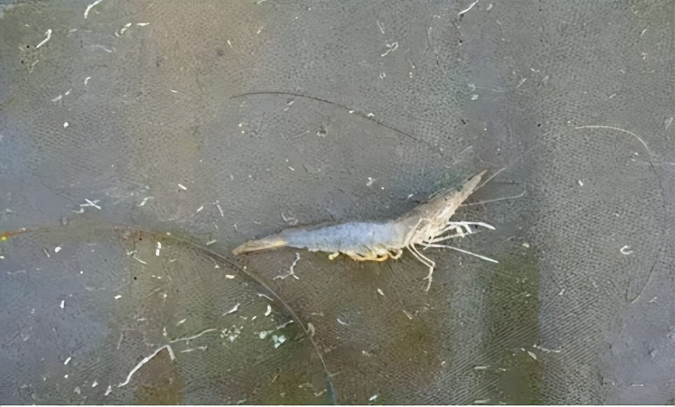 对虾肠炎怎么看,对虾肠炎能吃吗