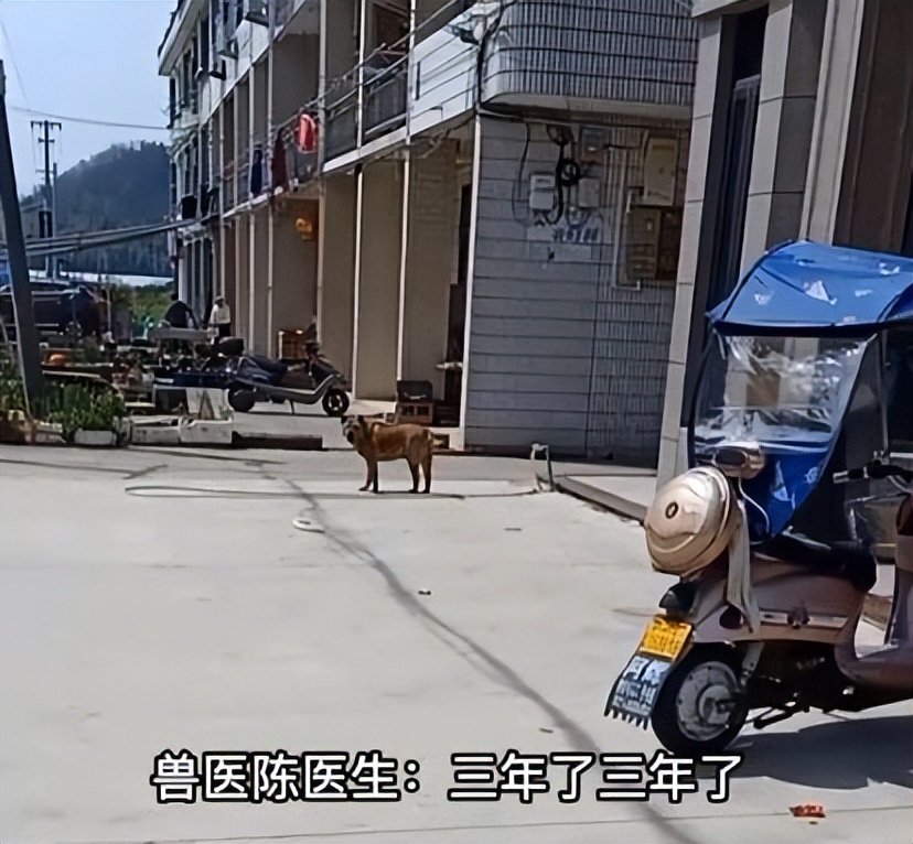 狗连续3年对兽医狂吠,狗因被割睾丸3年连续狂吠兽医