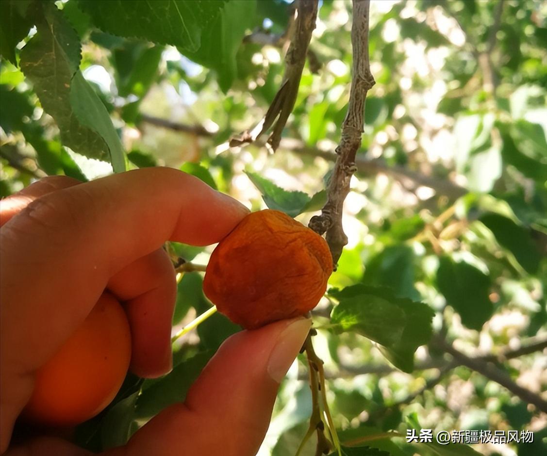 *疆新**极品风物：甜蜜、“杏福”的吊死干