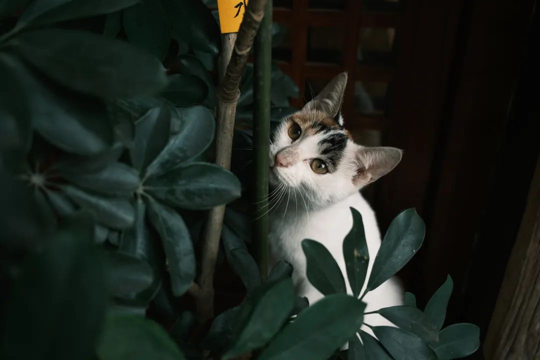 适马85mmf1.4镜头富士卡口,富士适马18-50镜头评测