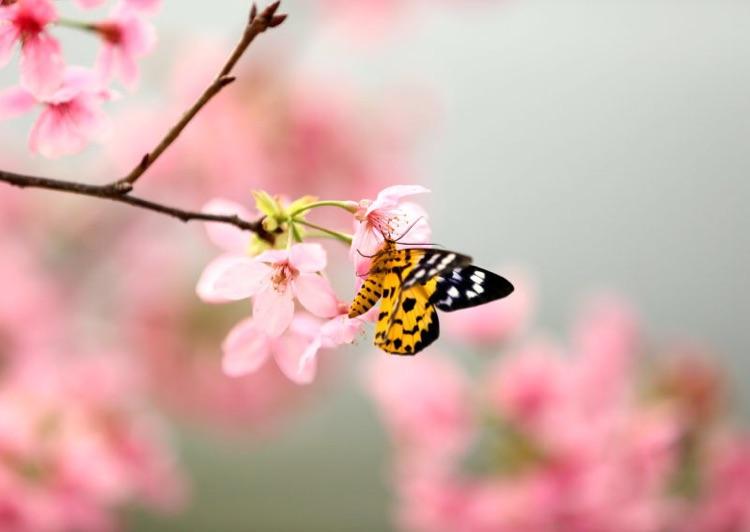 山青的古诗词,诗句中有山青花欲燃的句子