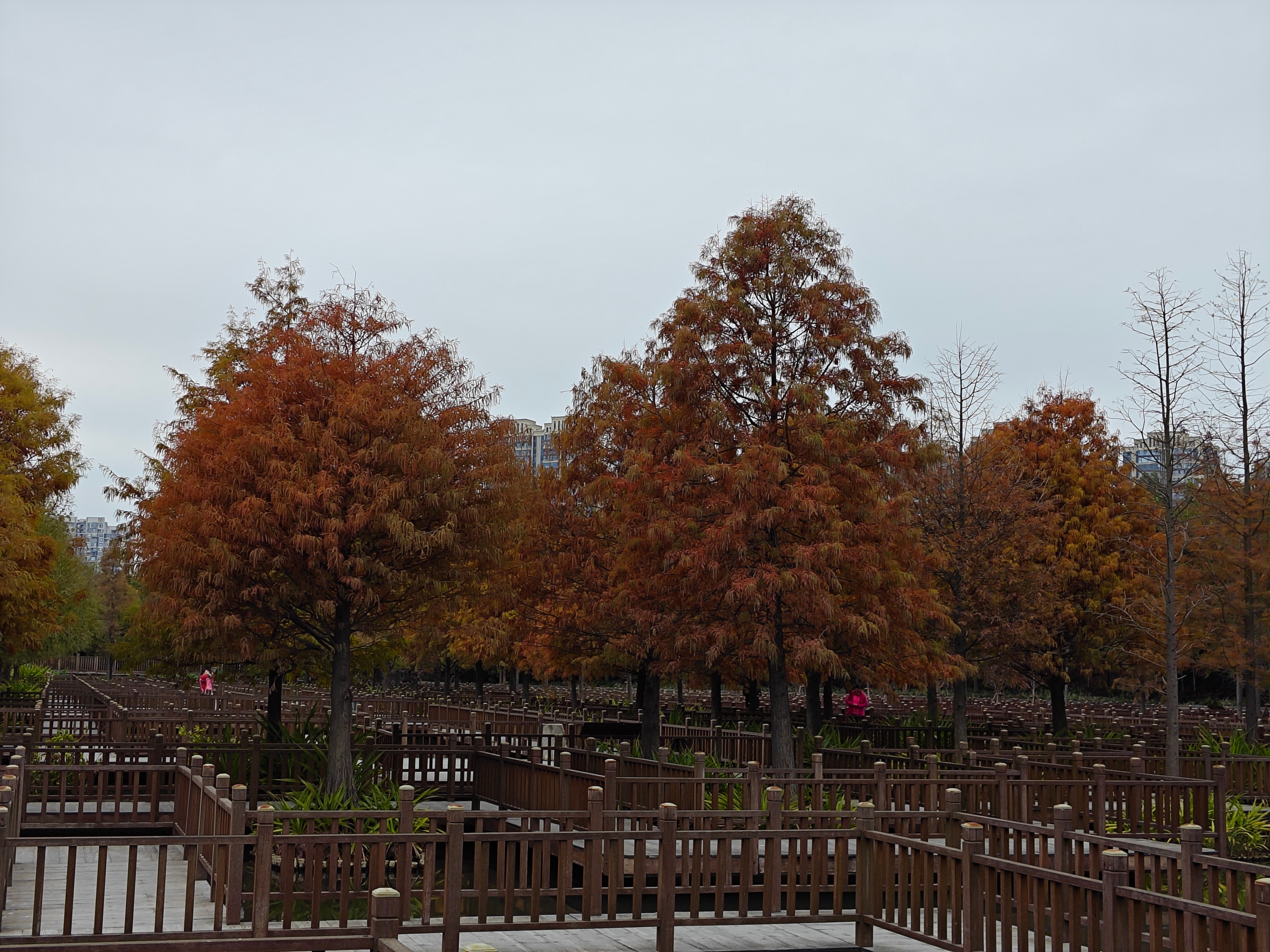 厦门南湖公园落羽杉红了吗,厦门园博园落羽杉