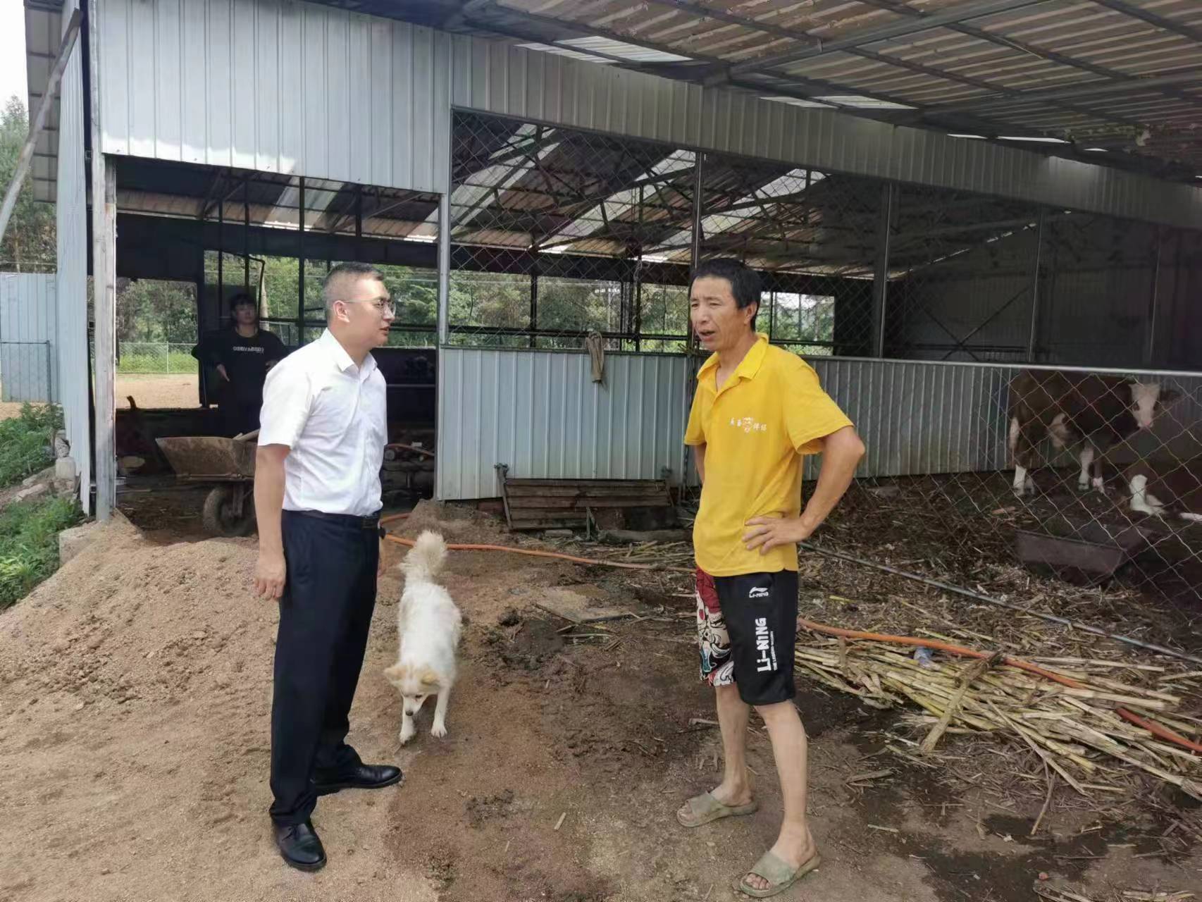 银行多举措助力牛养殖产业发展,政银联合助力养牛产业更牛气