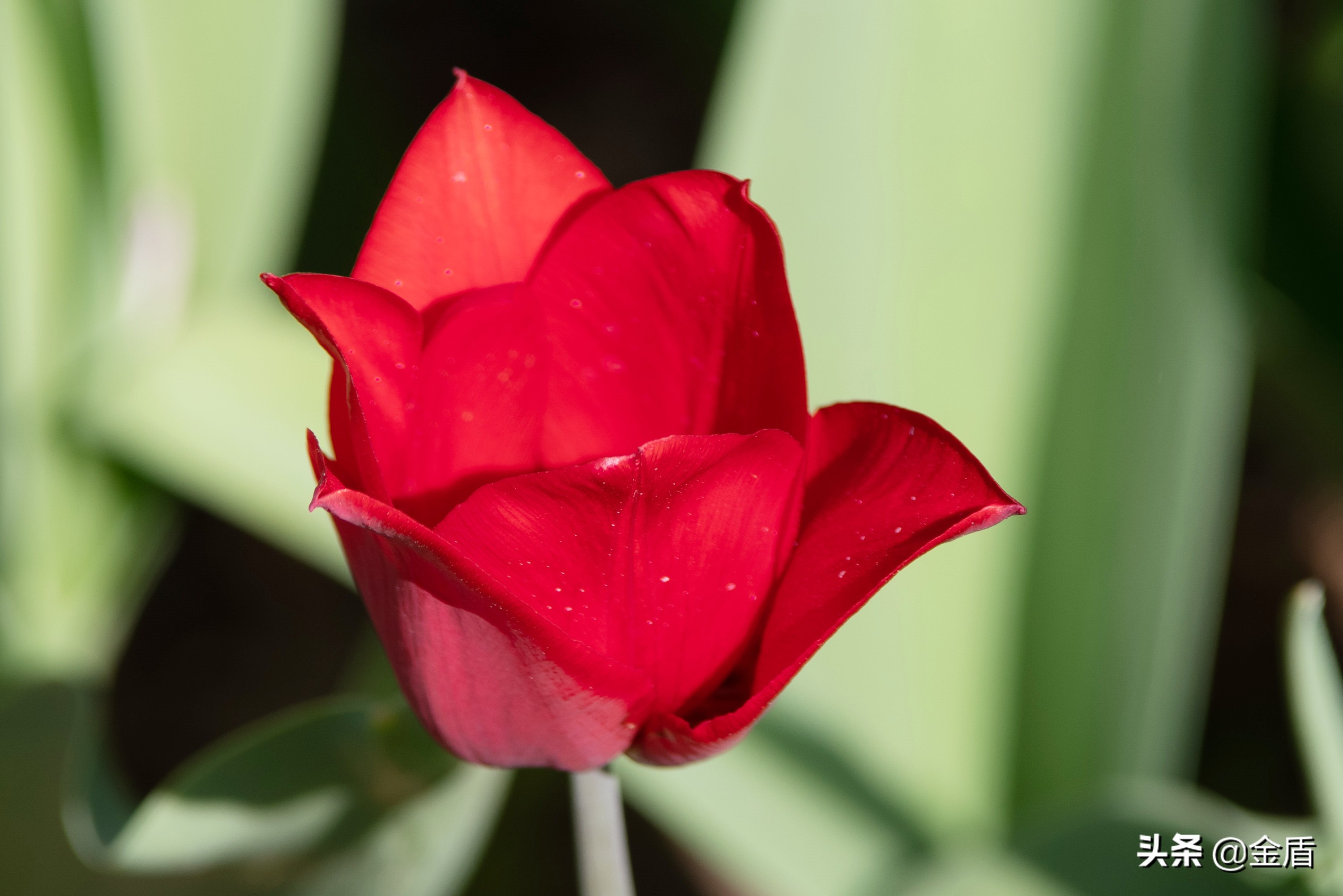 粉红皇后郁金香,花中皇后郁金香全集