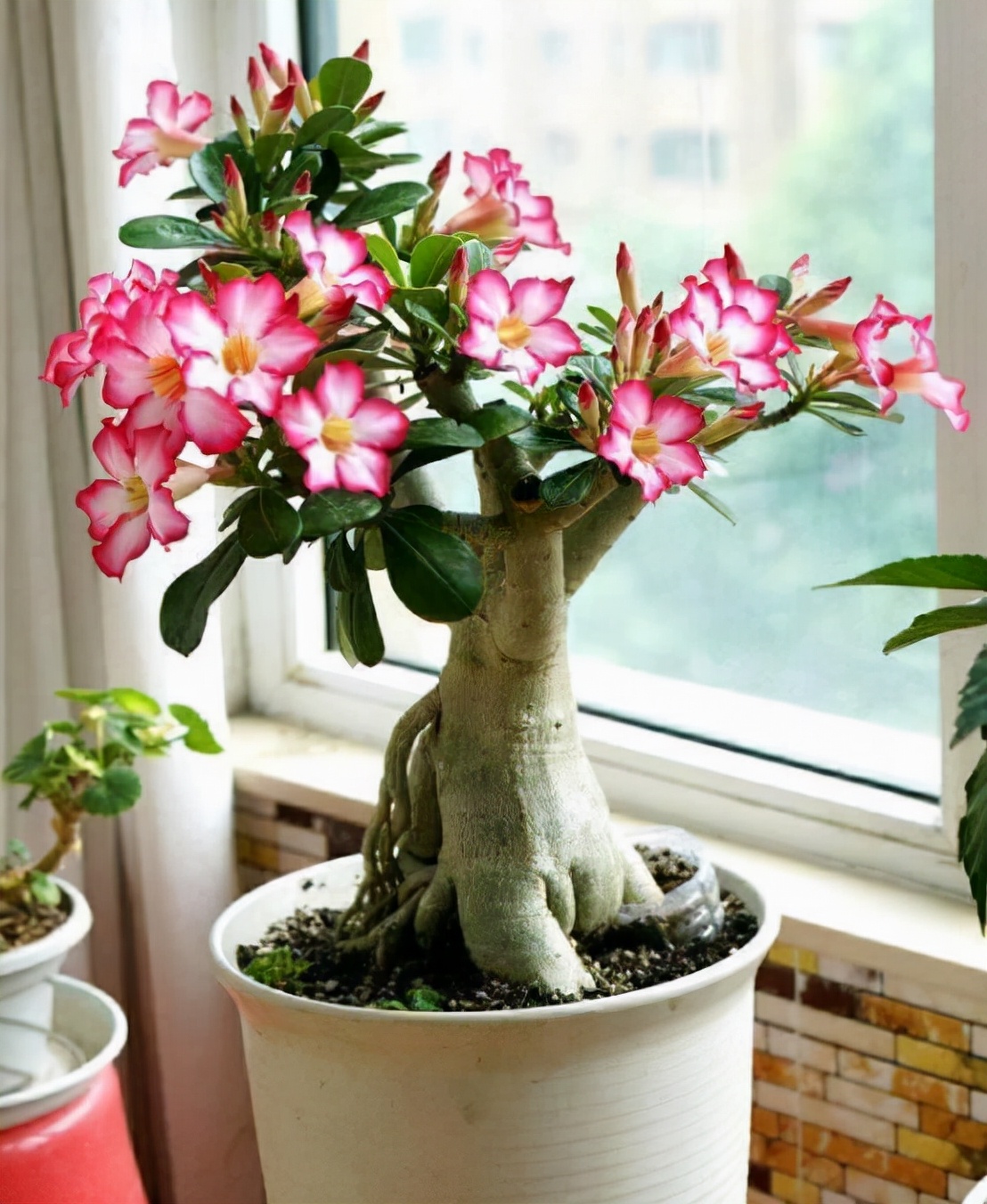 10种公认客厅最好养的花,适合客厅养的懒人花