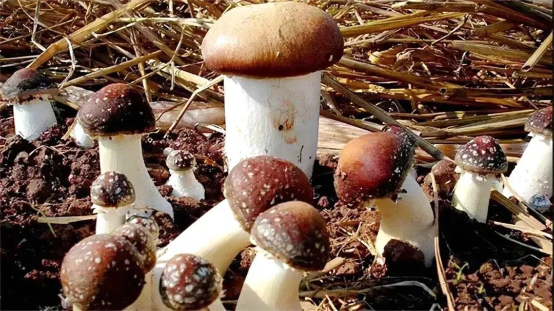 速收！兰州出发，临夏太子山旅游大通道及3-5日大环线自驾游攻略！