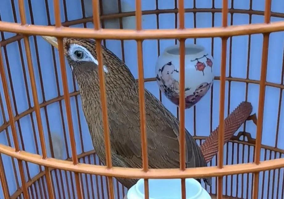 下山鸟在笼中乱飞怎么办,生鸟快速服笼的办法