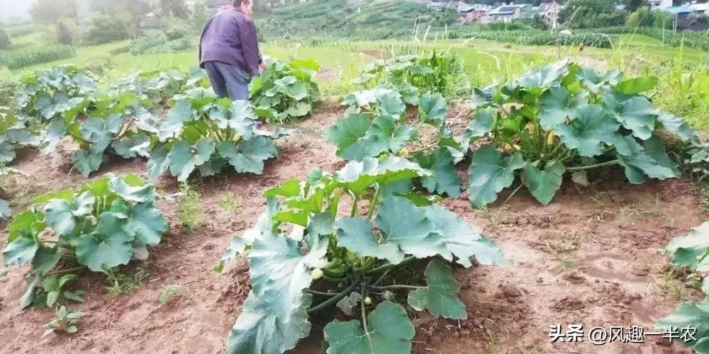 南瓜主蔓结瓜还是侧蔓结瓜,南瓜冬瓜西瓜和木瓜哪个瓜不能吃