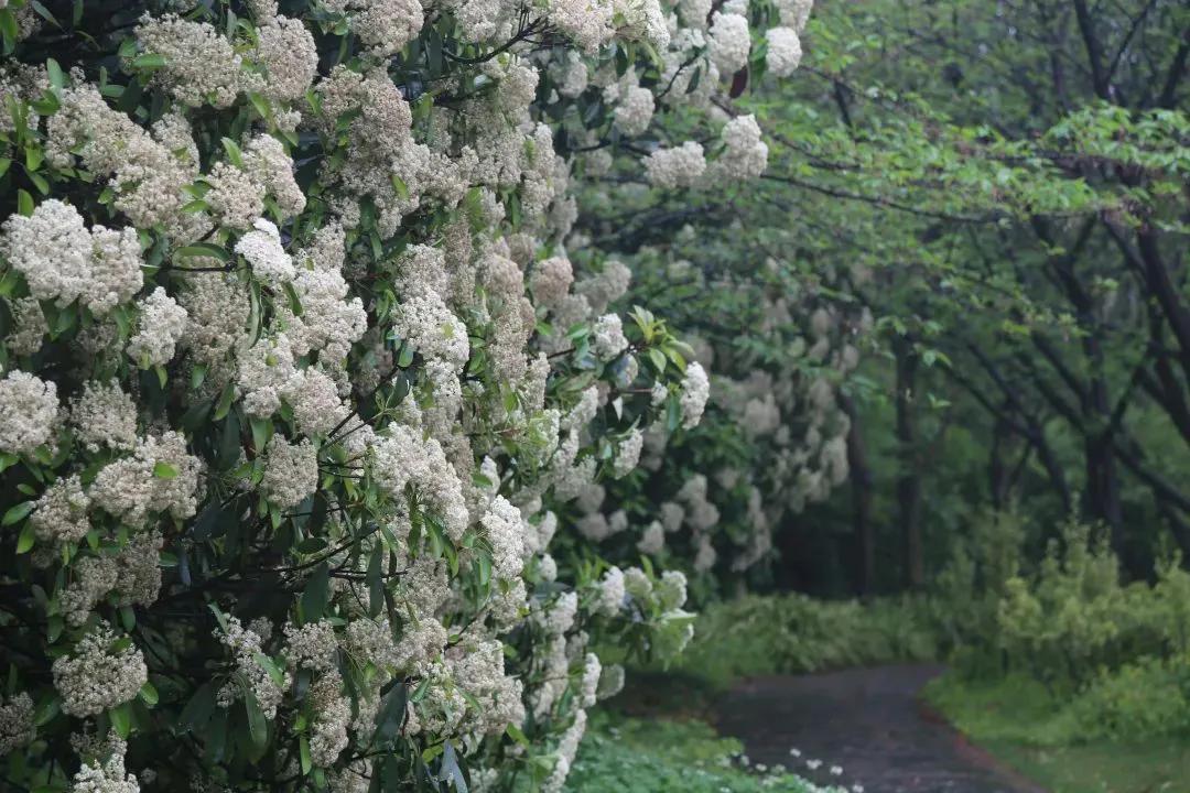 石楠花的优点与缺点,石楠花虽臭但也有着它的优点