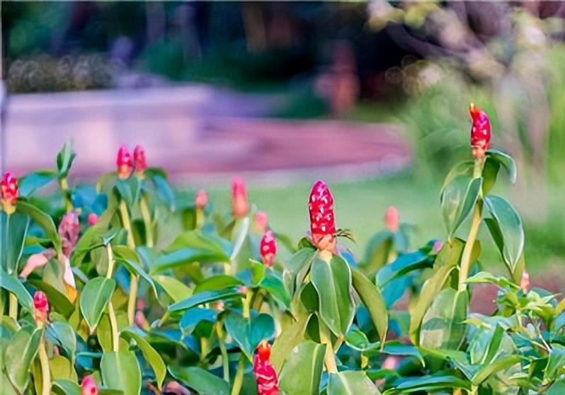 抗癌良药——蜀羊泉，活血通经，散瘀止痛，专攻“气滞血瘀证”