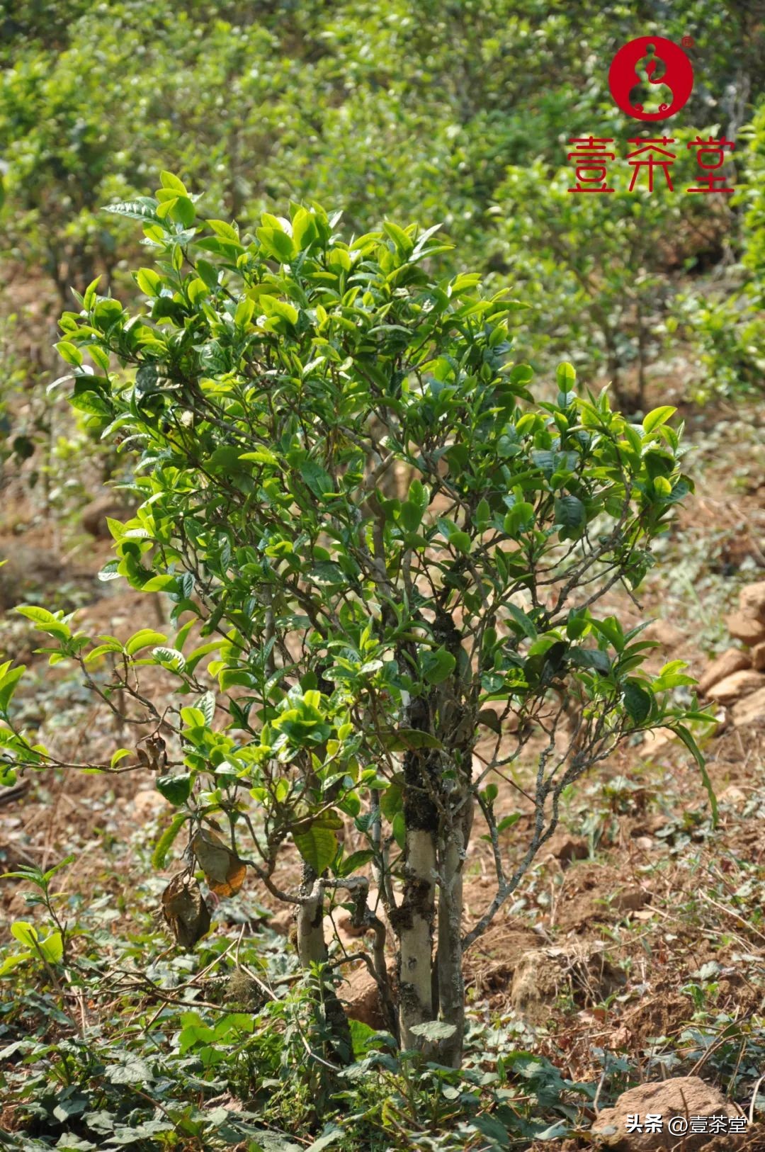 云南茶叶种类名优茶,云南四大茶区特点及茶类